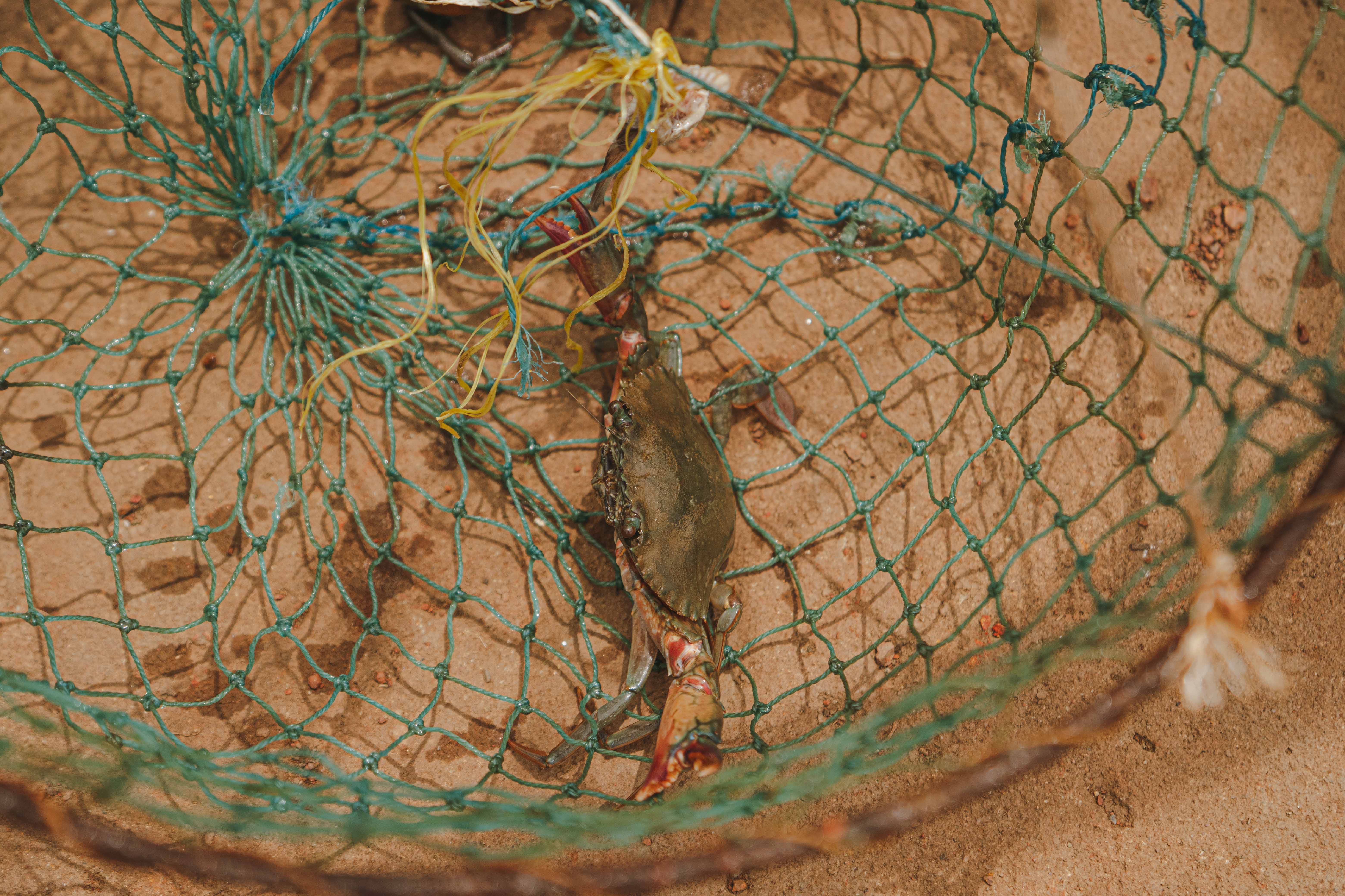 Crab Catching & Fishing, Chorao — 3