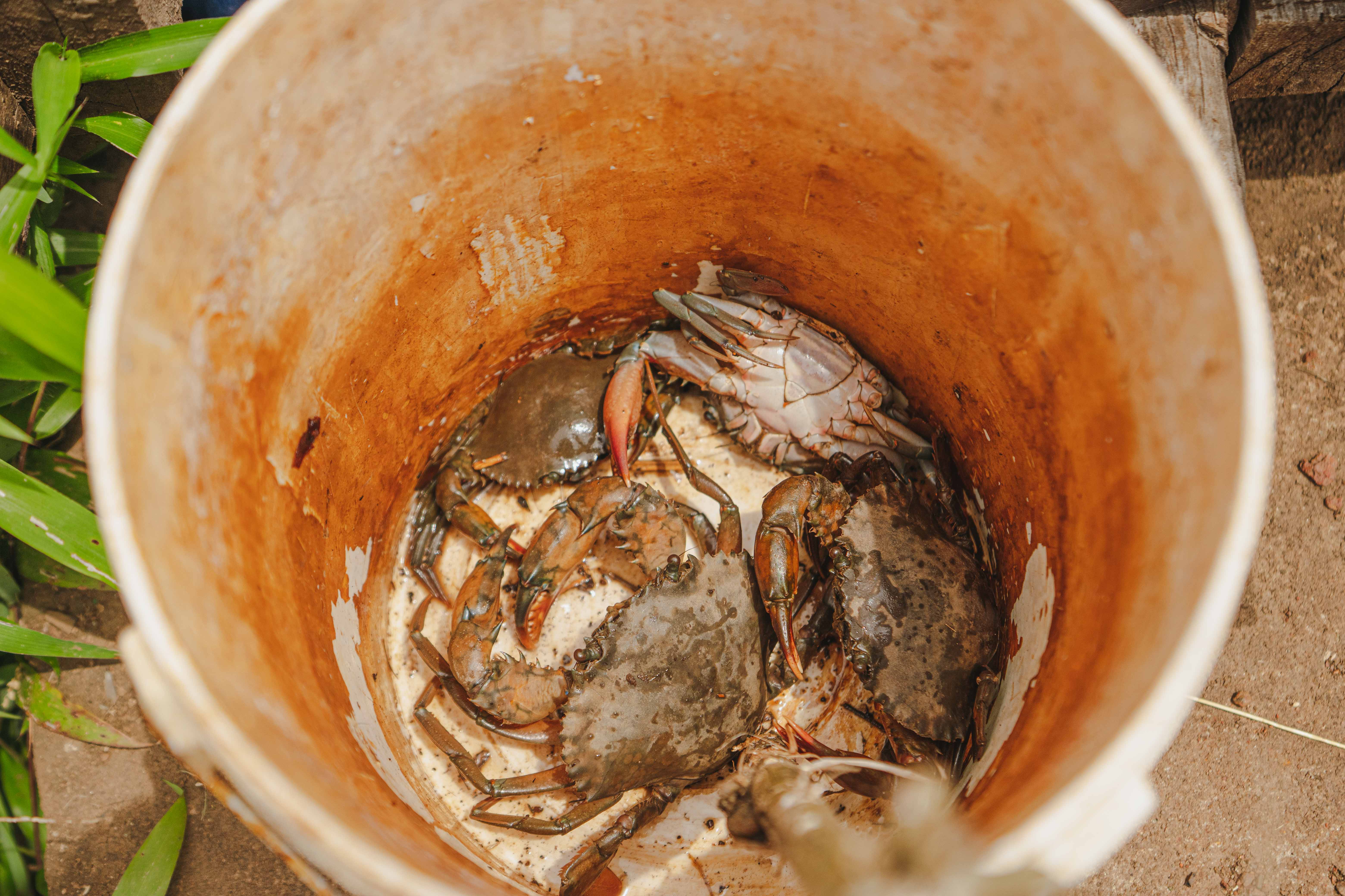 Crab Catching & Fishing, Chorao — 4